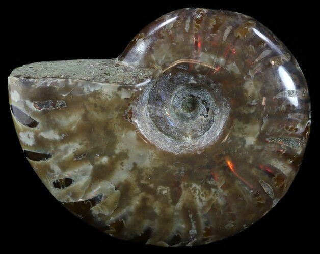 Flashy Red Iridescent Ammonite - Wide #52343